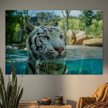 White Tiger Stare – De Kracht van een Blik van Picture By Gijs