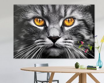 Cat's eyes in black and white contrast by Imperial Art House