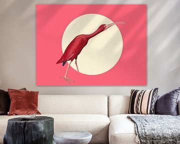 The Timid Scarlet Ibis by Marja van den Hurk
