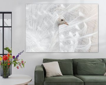 De Majestueuze Witte Pauw van Triki Photography