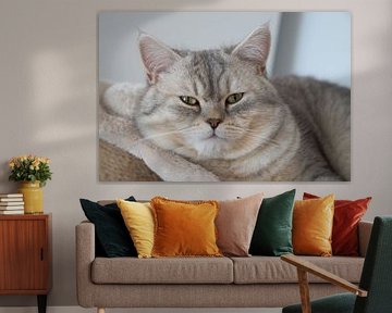 British Shorthair cat by Bo Valentino