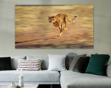 Rennende Cheeta (Acinonyx jubatus) van Chris Stenger