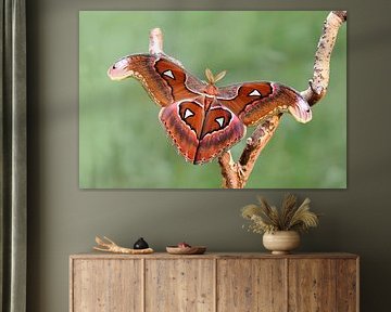 Attacus lorquinii by Marleen van Meurs