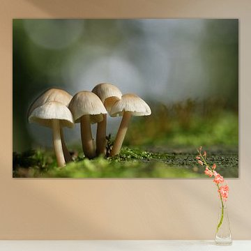 Paddenstoelen in de herfst