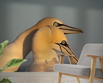 Basstölpel