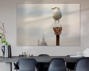 Meeuw op de uitkijk van Zaankanteropavontuur