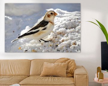 A snow bunting in winter by Claude Laprise