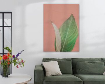 Plant bij pastel muur minimalistisch | reisfotografie fine art print | India
