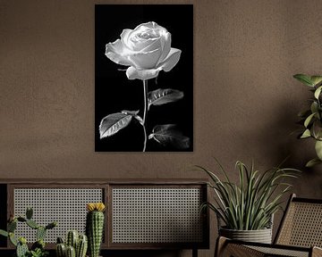 Close up van een roos van Koffie Zwart