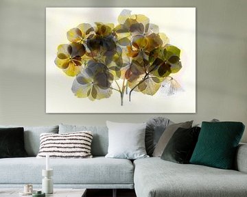 Hydrangea
