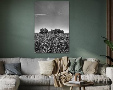 Cornfield Achterveld by Richard Wareham