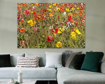 Bloemenveld met veelkleurige klaprozen en knoppen van Frans Rombout