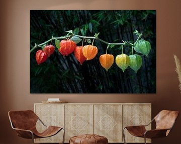 Tak met veelkleurige Physalis alkekengi  close up van Frans Rombout