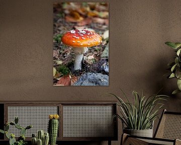 Een verse vliegenzwam, Amanita muscaria, met rode hoed van Frans Rombout