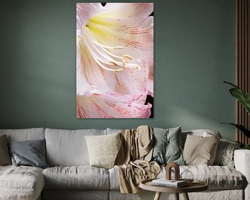 Close-up van een amaryllis-hart van Willy Sengers