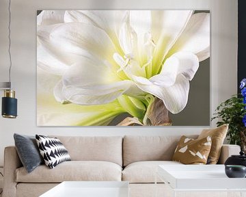 Close-up van een witte Amaryllis van Willy Sengers