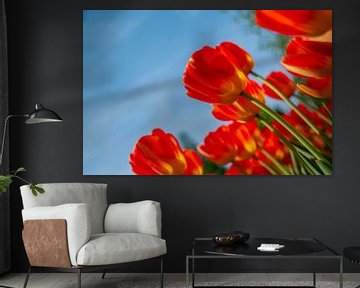 Rode tulp - liggend