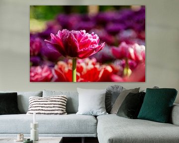 Roze tulp - liggend