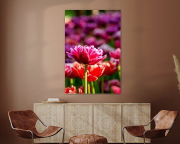 Roze tulp - staand