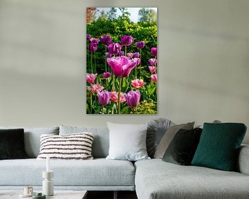 Roze karteltulpen