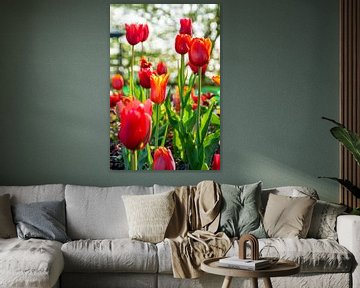 Bos tulpen