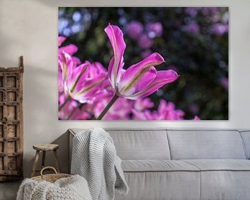 Fuchsia roze tulp