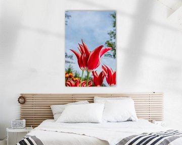 Rood met witte rand tulp