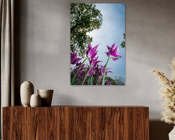Paarse tulpen