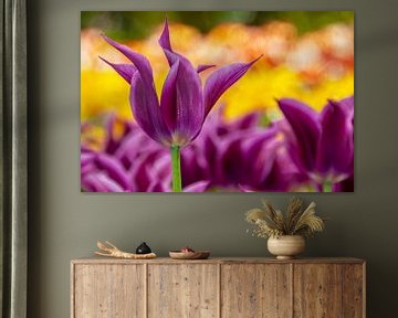 Paarse tulp