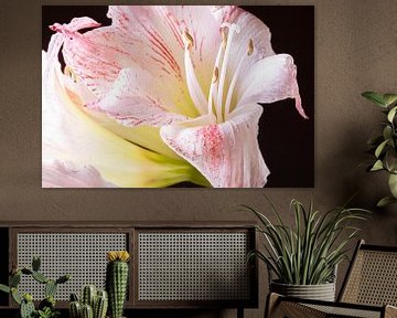 Amaryllis in close-up van Willy Sengers