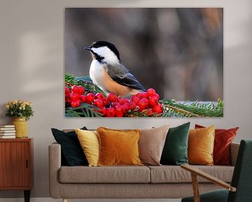 A tit at the feeder by Claude Laprise