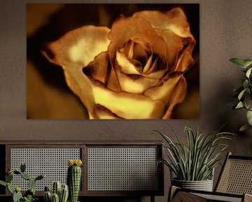 Rose in Gold von Nick Holland