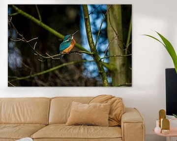 IJsvogel in de zon, kingfisher sunbathing van Corrine Ponsen
