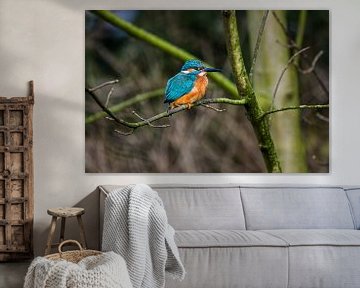 IJsvogeltje op tak, kingfisher on tree van Corrine Ponsen