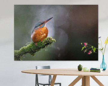 Ijsvogel in spotlight van Walter Roost