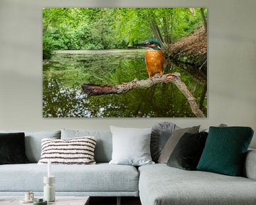 Ijsvogel in zijn natuurlijke omgeving van Walter Roost