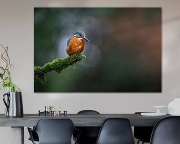 Ijsvogel in spotlight van Walter Roost