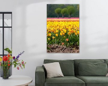 Tulpenveld In Egmond Binnen van Fotografie Egmond
