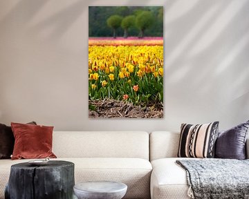 Field of tulips, Egmond Binnen sur Fotografie Egmond