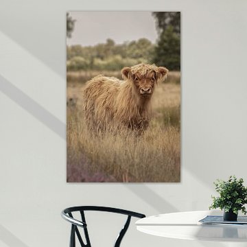 Schottisches Highlander-Kalb auf Great Sand Estate