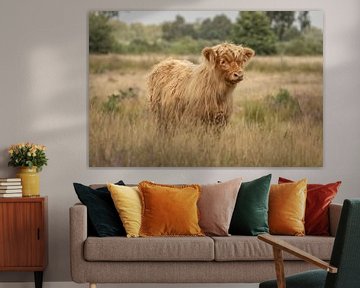 Schotse Hooglander kalf op landgoed Grote Zand van KB Design & Photography (Karen Brouwer)