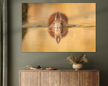 swimming squirrel by Miranda Geerts Art