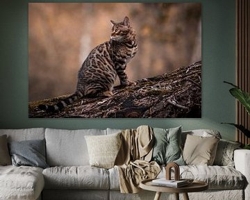 Bengaalse kat van Walter Roost
