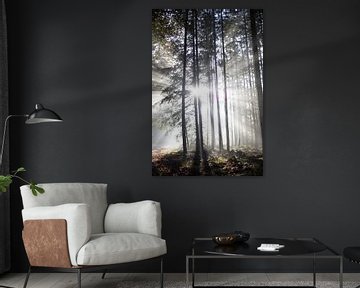 Ochtendlicht herfst zonneharp Planken Wambuis Veluwe van Jett Fotografie