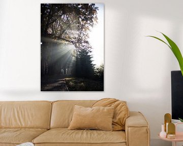Ochtendlicht herfst zonneharp Veluwe Planken Wambuis van Jett Fotografie