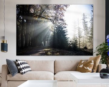 Ochtendlicht herfst Planken Wambuis zonneharp Veluwe van Jett Fotografie