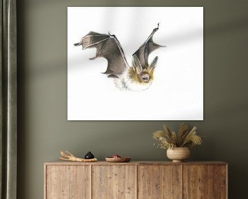 Wächterin des Waldes – Bechsteinfledermaus (Myotis bechsteinii)