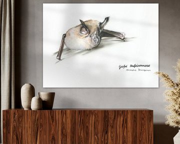 Gesicht der Nacht – Große Hufeisennase (Rhinolophus ferrumequinum)
