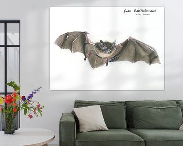 Die fliegende Bartträgerin – Große Bartfledermaus (Myotis brandtii)