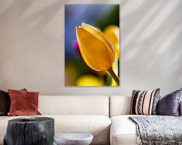 Kleuren van vreugde, tulpen in zonlicht , Klebern van vreugde, tulpen in het zonlicht- Couleurs de joie, tulipes au soleil